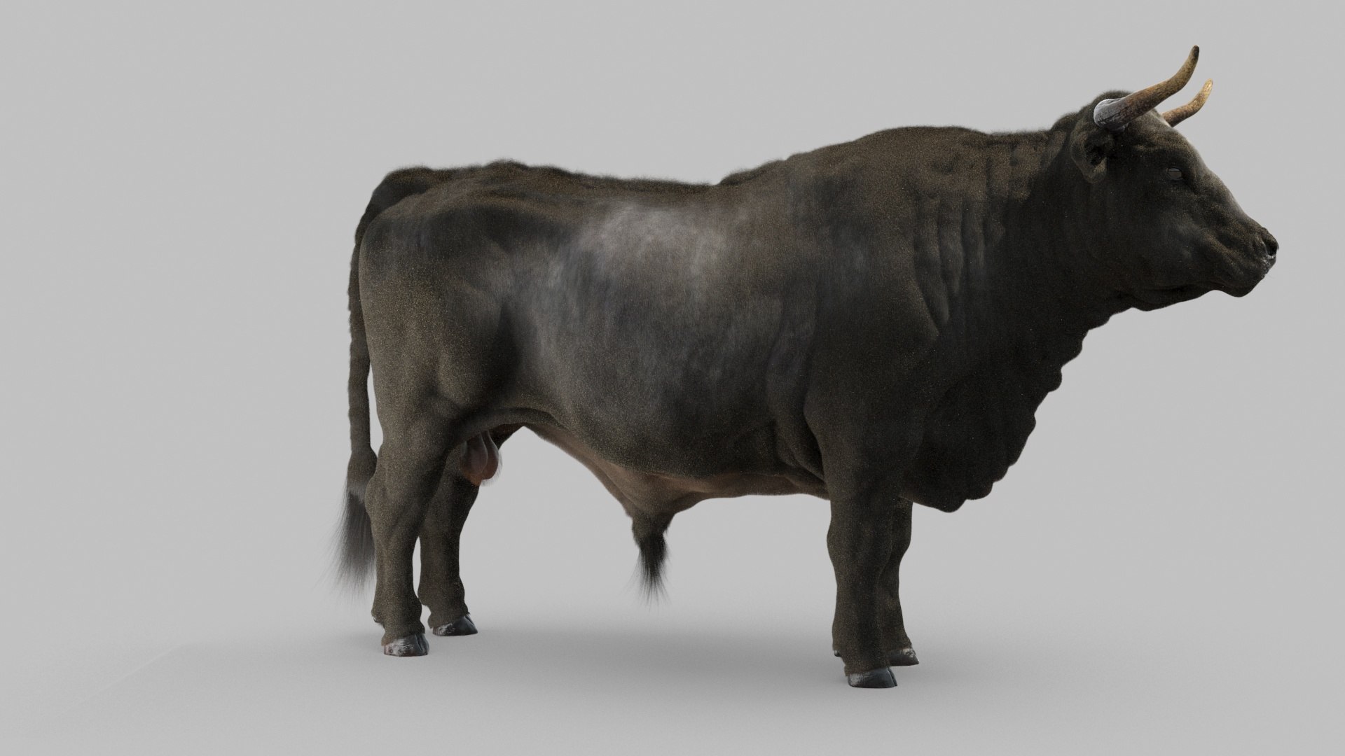 bull 3D model https://p.turbosquid.com/ts-thumb/EZ/8zbWa1/N6/bull_0009/jpg/1616089586/1920x1080/fit_q87/0e3ff248b5230eb08531f6ff73fcd9904703ecdc/bull_0009.jpg