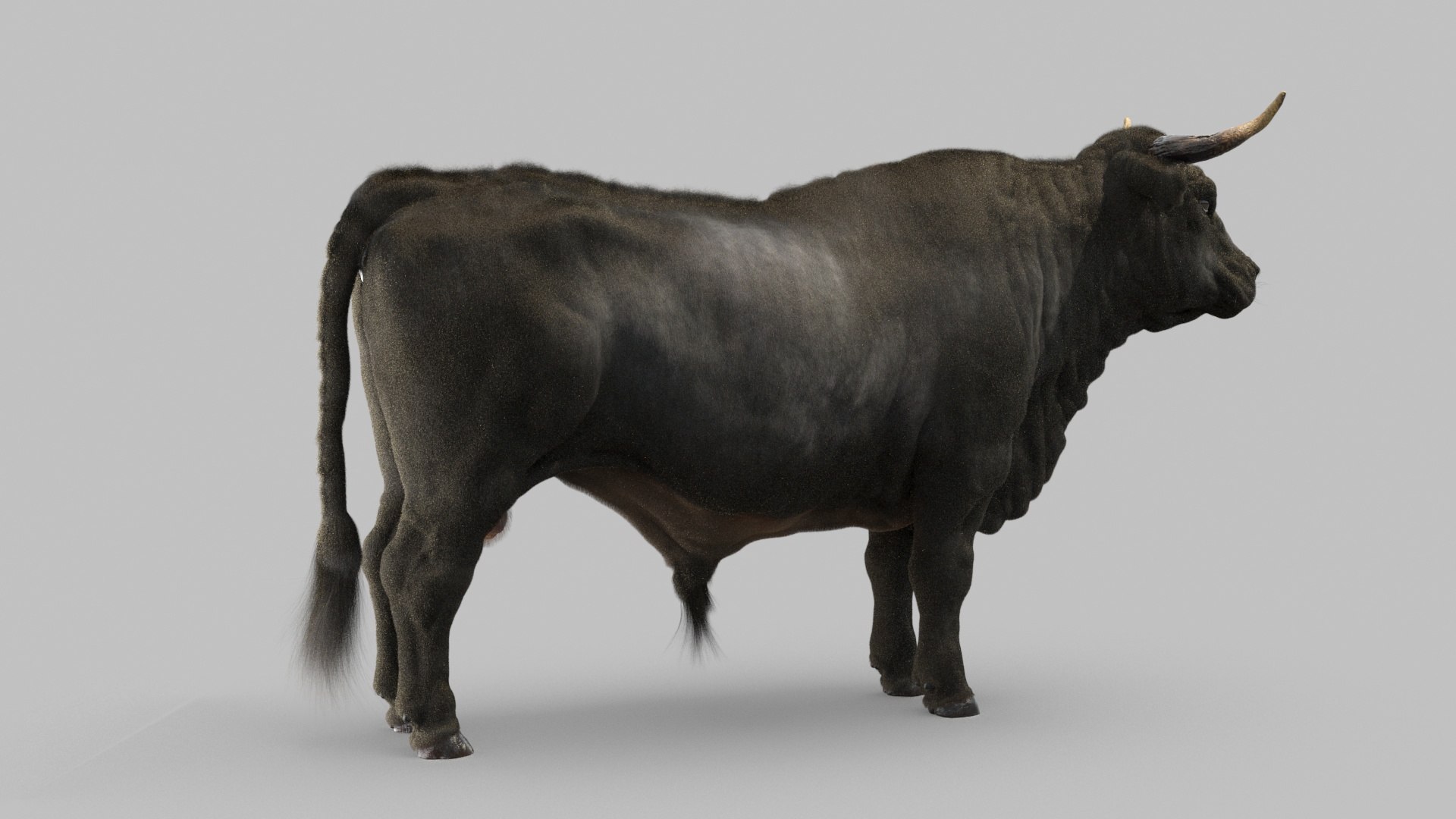 bull 3D model https://p.turbosquid.com/ts-thumb/EZ/8zbWa1/Om/bull_0012/jpg/1616089588/1920x1080/fit_q87/0bcf58340ee1f539959e0edcc96bf00e30b93511/bull_0012.jpg