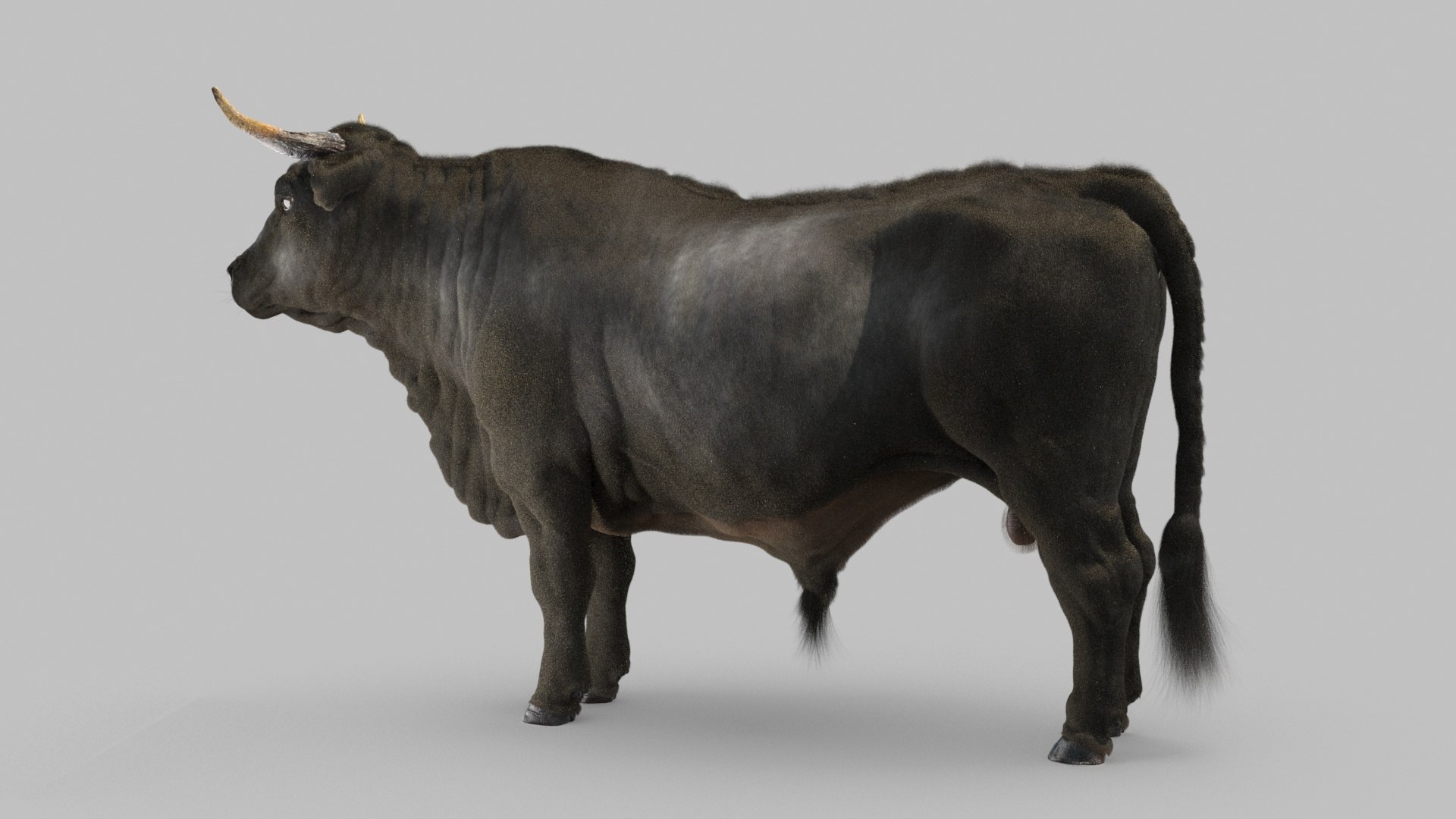 bull 3D model https://p.turbosquid.com/ts-thumb/EZ/8zbWa1/aw/bull_0023/jpg/1616089586/1920x1080/fit_q87/bbd2ebe536b369984b3305dacb46272c0d0d8531/bull_0023.jpg