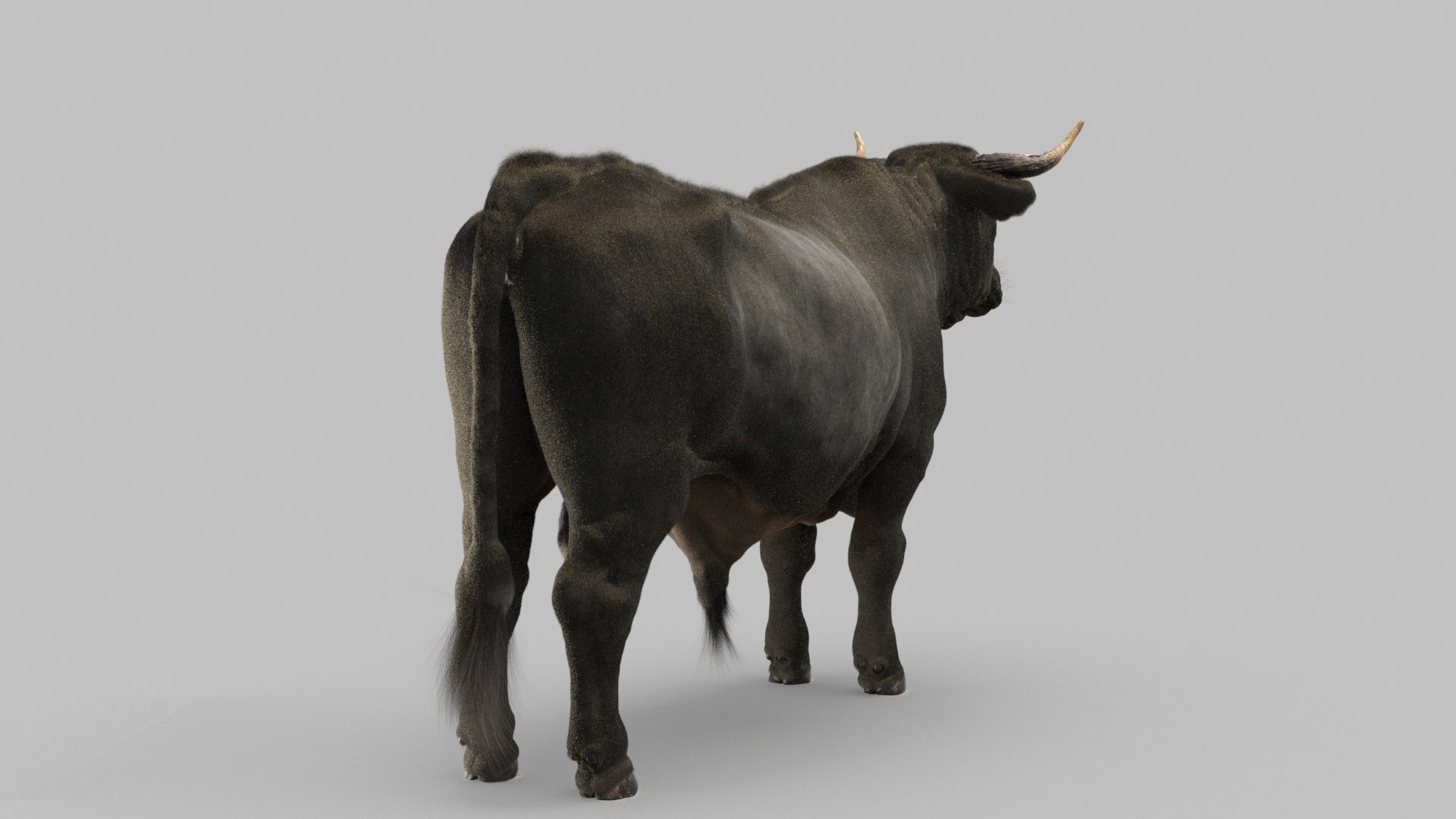 bull 3D model https://p.turbosquid.com/ts-thumb/EZ/8zbWa1/cb/bull_0015/jpg/1616089585/1920x1080/fit_q87/81398c42eb9f8d12f5cc5f404c2f6df2c31f7187/bull_0015.jpg