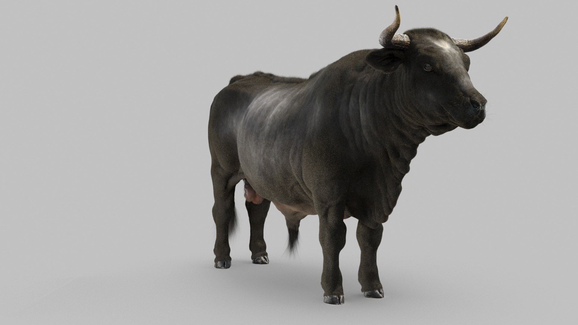 bull 3D model https://p.turbosquid.com/ts-thumb/EZ/8zbWa1/da/bull_0006/jpg/1616089585/1920x1080/fit_q87/a2b32bacf9887a7286b754cd2a71be88bc89b903/bull_0006.jpg