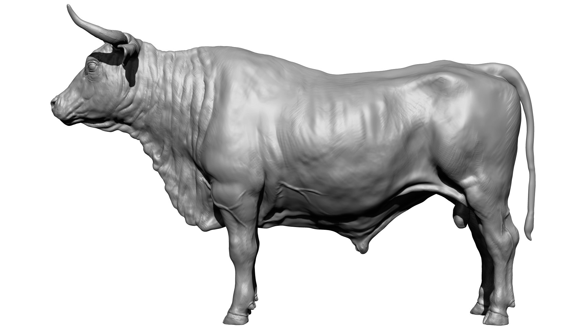 bull 3D model https://p.turbosquid.com/ts-thumb/EZ/8zbWa1/iq/bpr_composite1/jpg/1616089973/1920x1080/fit_q87/8f858dba65125df39c9ffbe618e2b831680f0d0d/bpr_composite1.jpg