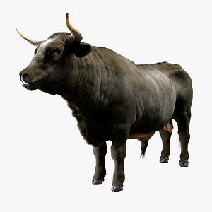 bull 3D model