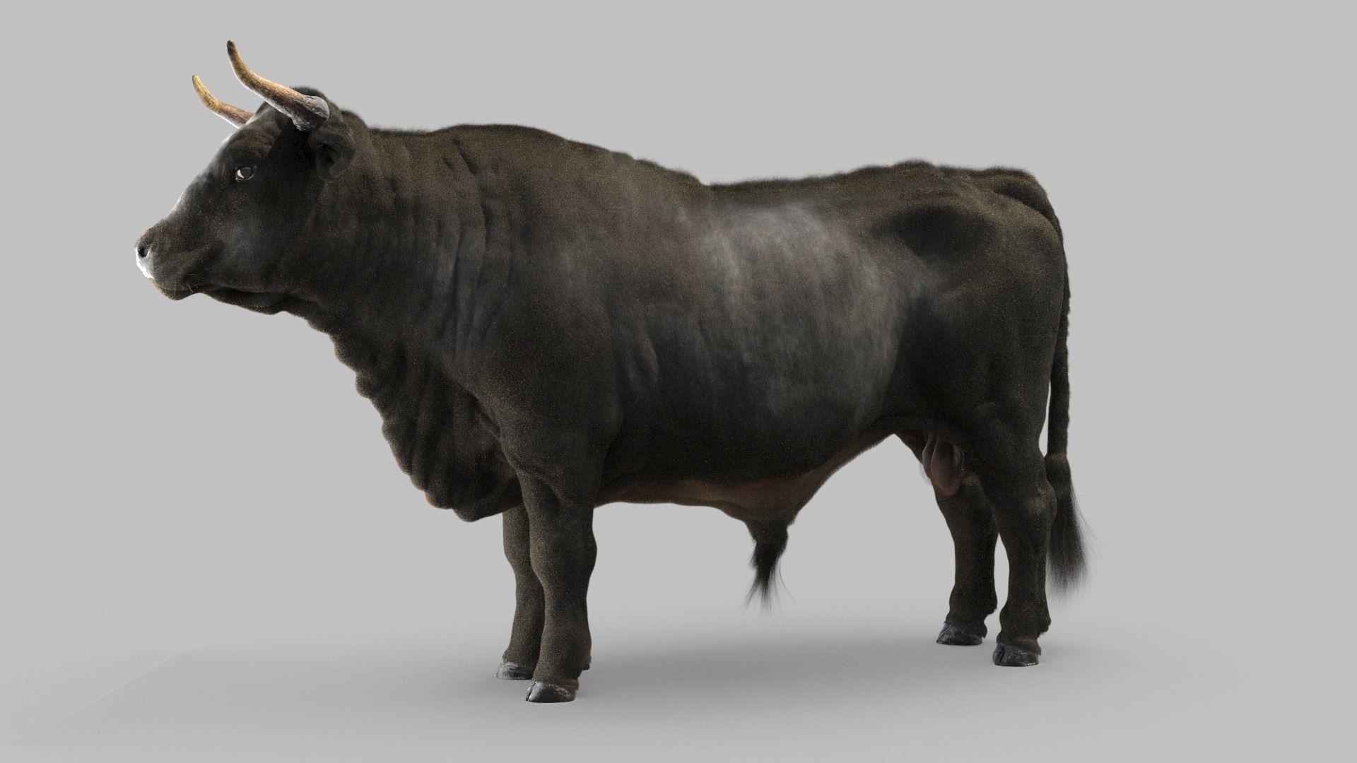 bull 3D model https://p.turbosquid.com/ts-thumb/EZ/8zbWa1/z1/bull_0026/jpg/1616089585/1920x1080/fit_q87/2d66e8c26dda372e20ecd26f8b0b246f1b717913/bull_0026.jpg