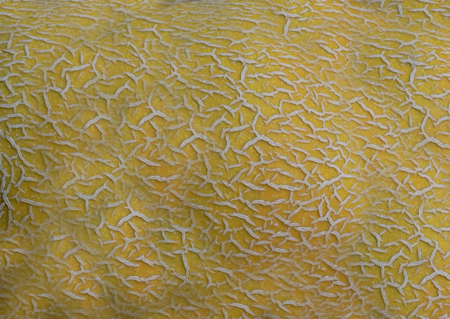 3d melon cassaba muskmelon model https://p.turbosquid.com/ts-thumb/EZ/Brv0tT/DhQnVmi9/melon2_texture/jpg/1155822705/1920x1080/fit_q87/70bbc361160cf28ff60fb9f4ebb923e861955579/melon2_texture.jpg