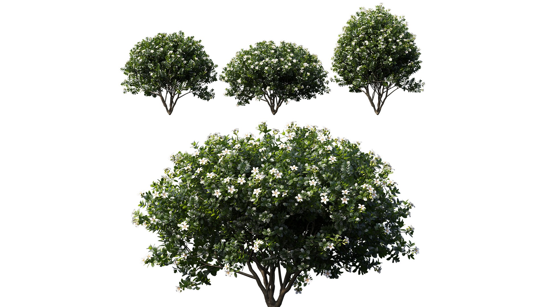 Gardenia augusta 04 3D model https://p.turbosquid.com/ts-thumb/EZ/CFq49U/BE/gardeniaaugusta_04_01/jpg/1632472536/1920x1080/fit_q87/f2e44407d666a061ba3ad6820b9ae20e6dc7d342/gardeniaaugusta_04_01.jpg