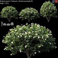 Gardenia augusta 04
