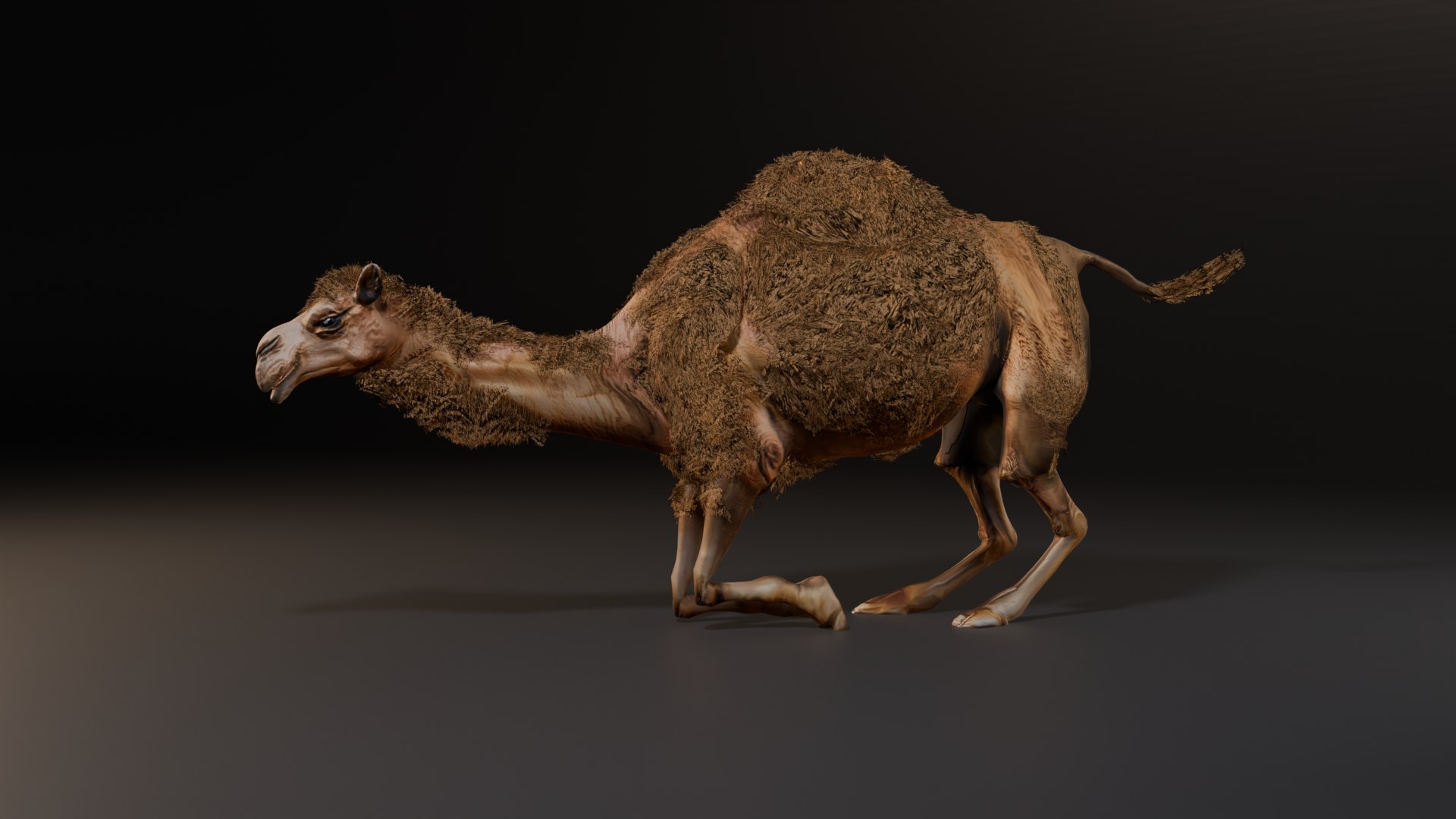 3D Hyper Realistic Animated Camel with Fur Rigged and Game Ready Low-poly 3D model model https://p.turbosquid.com/ts-thumb/EZ/GYM7wL/5T/standup/png/1774144196/1920x1080/fit_q87/1c26caf221c9a4203032ebe78f0b22cf6604272e/standup.jpg