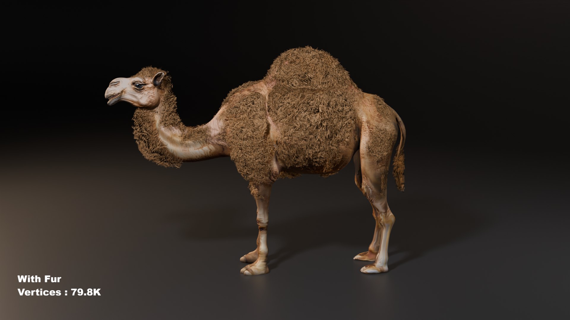 3D Hyper Realistic Animated Camel with Fur Rigged and Game Ready Low-poly 3D model model https://p.turbosquid.com/ts-thumb/EZ/GYM7wL/Cm/idle/png/1774144155/1920x1080/fit_q87/8b2a5f54a4a348184f01354392adef44101f8dad/idle.jpg