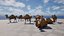 Hiperrealistyczny animowany wielbłąd z futrem, model 3D low-poly, gotowy do gry