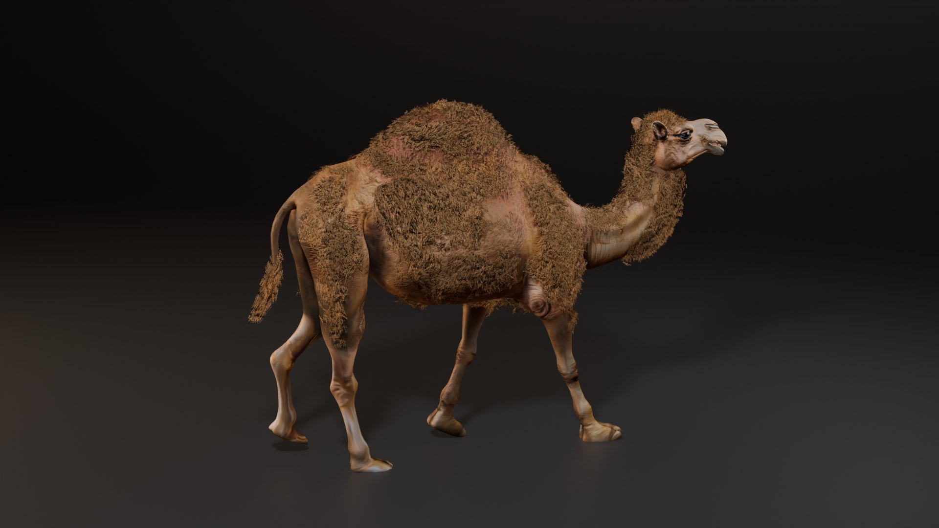 3D Hyper Realistic Animated Camel with Fur Rigged and Game Ready Low-poly 3D model model https://p.turbosquid.com/ts-thumb/EZ/GYM7wL/LH/walk/png/1774144204/1920x1080/fit_q87/a9e3a3004071525e8f6be9f99a4adad970a6577b/walk.jpg
