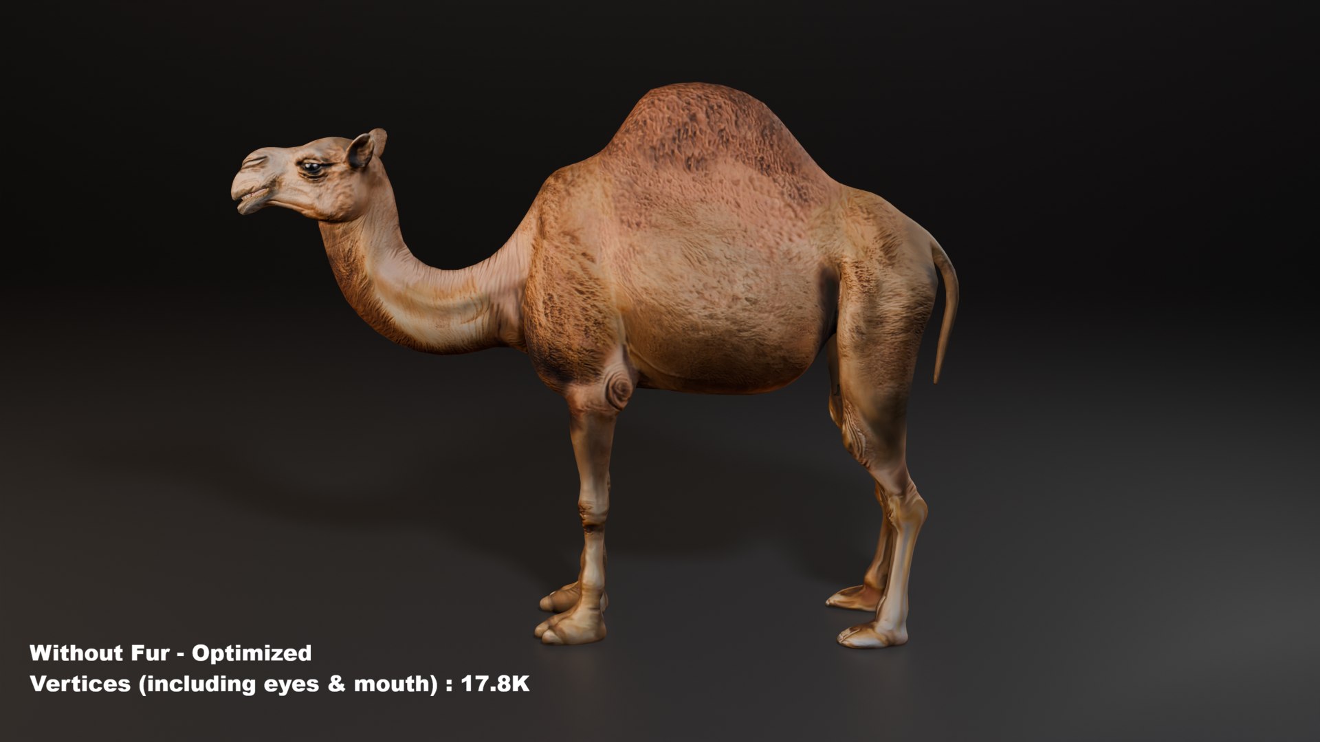3D Hyper Realistic Animated Camel with Fur Rigged and Game Ready Low-poly 3D model model https://p.turbosquid.com/ts-thumb/EZ/GYM7wL/Ql/withoutfur/png/1774144212/1920x1080/fit_q87/c351d6246ecdf7c86921da92f9b0e447bf06b35d/withoutfur.jpg