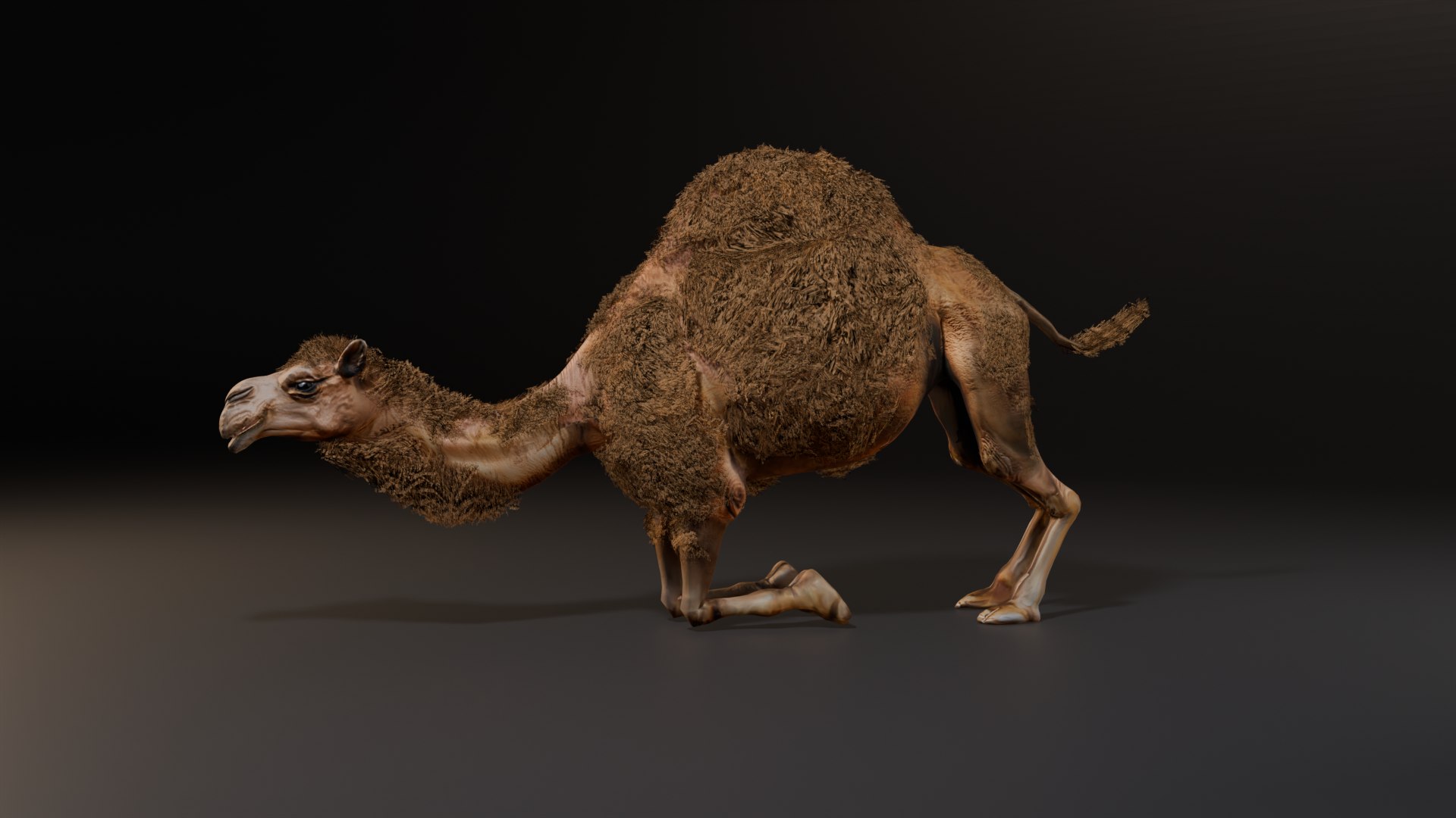 3D Hyper Realistic Animated Camel with Fur Rigged and Game Ready Low-poly 3D model model https://p.turbosquid.com/ts-thumb/EZ/GYM7wL/U6/sit/png/1774144190/1920x1080/fit_q87/6bbb8f70836dccc3c5aab5dc9c65cfc459f64190/sit.jpg