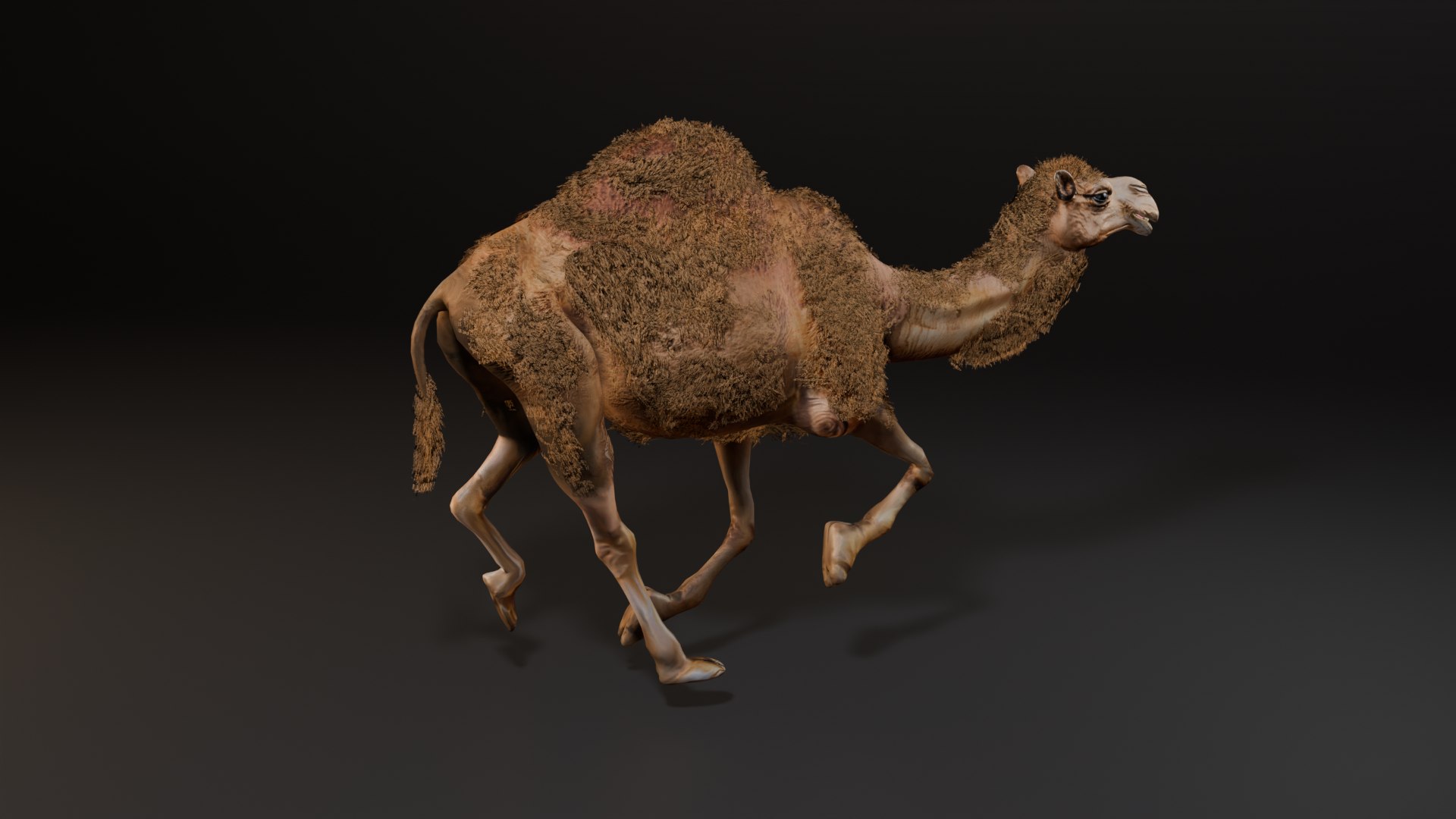 3D Hyper Realistic Animated Camel with Fur Rigged and Game Ready Low-poly 3D model model https://p.turbosquid.com/ts-thumb/EZ/GYM7wL/ck/run/png/1774144181/1920x1080/fit_q87/6bb7db7f02b90d71790e858850408951d23628af/run.jpg