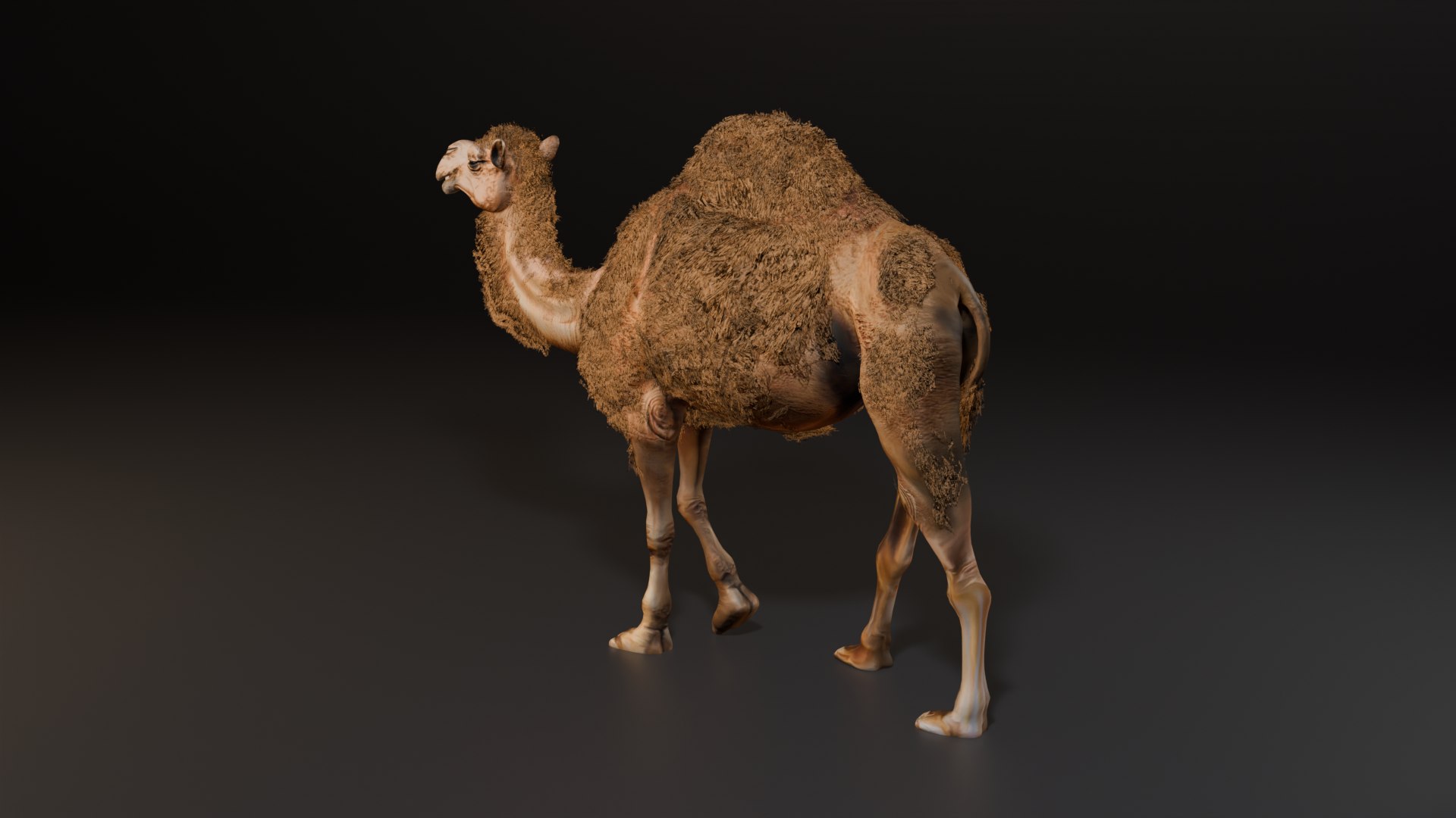 3D Hyper Realistic Animated Camel with Fur Rigged and Game Ready Low-poly 3D model model https://p.turbosquid.com/ts-thumb/EZ/GYM7wL/gZ/walk1/png/1774144207/1920x1080/fit_q87/3e56c1a9ead694634b6f4e236a965e33c65335d4/walk1.jpg