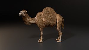 3D Hyper Realistic Animated Camel with Fur Rigged and Game Ready Low-poly 3D model model