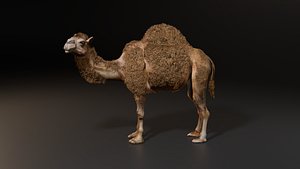 Hyper Realistic Animated Camel with Fur Rigged and Game Ready Low-poly 3D model
