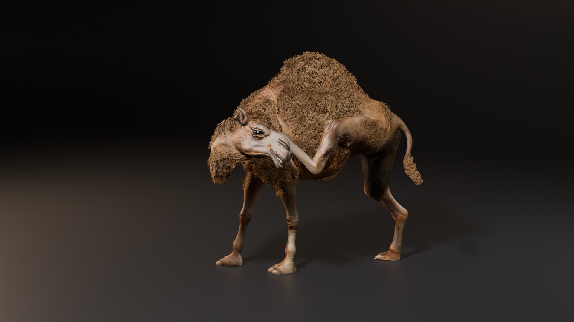 3D Hyper Realistic Animated Camel with Fur Rigged and Game Ready Low-poly 3D model model https://p.turbosquid.com/ts-thumb/EZ/GYM7wL/l0/scratchear/png/1774144190/1920x1080/fit_q87/352acdd963aa8f3af750908917bc4641165f8f58/scratchear.jpg