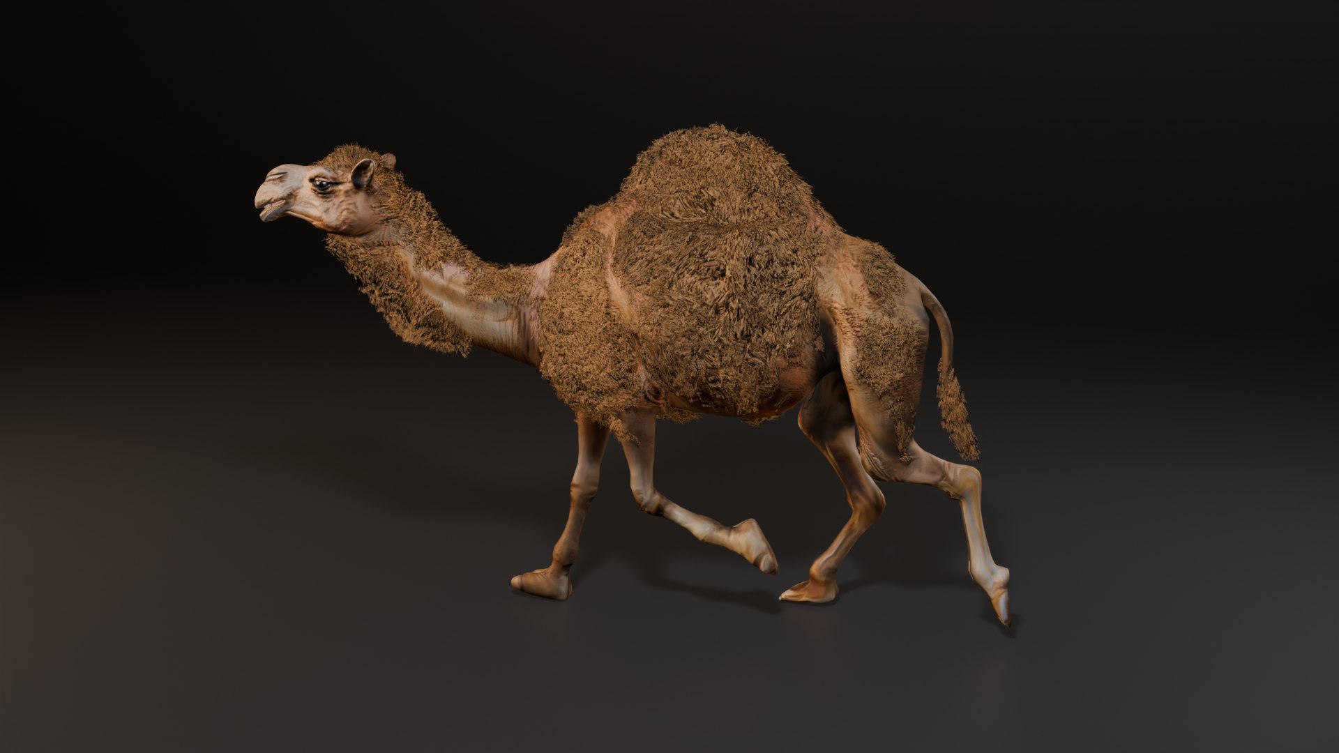3D Hyper Realistic Animated Camel with Fur Rigged and Game Ready Low-poly 3D model model https://p.turbosquid.com/ts-thumb/EZ/GYM7wL/qv/trot/png/1774144201/1920x1080/fit_q87/259bb14b4350a50fdd8bc4bc341759e053c43838/trot.jpg