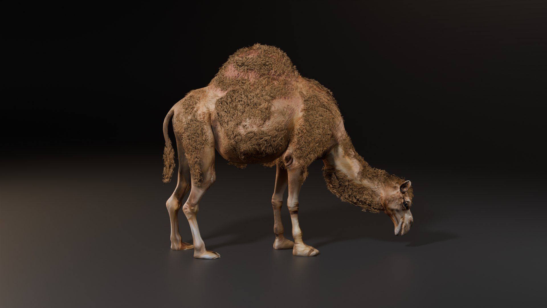 3D Hyper Realistic Animated Camel with Fur Rigged and Game Ready Low-poly 3D model model https://p.turbosquid.com/ts-thumb/EZ/GYM7wL/yy/eat/png/1774144147/1920x1080/fit_q87/6f63f5e6a5defcf8df3ee00100a86d0e24339cc9/eat.jpg