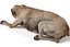 Old Furious Dog Pack