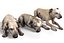 Old Furious Dog Pack
