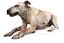 Old Furious Dog Pack