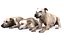 Old Furious Dog Pack