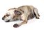 Old Furious Dog Pack