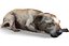 Old Furious Dog Pack