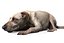 Old Furious Dog Pack