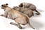 Old Furious Dog Pack
