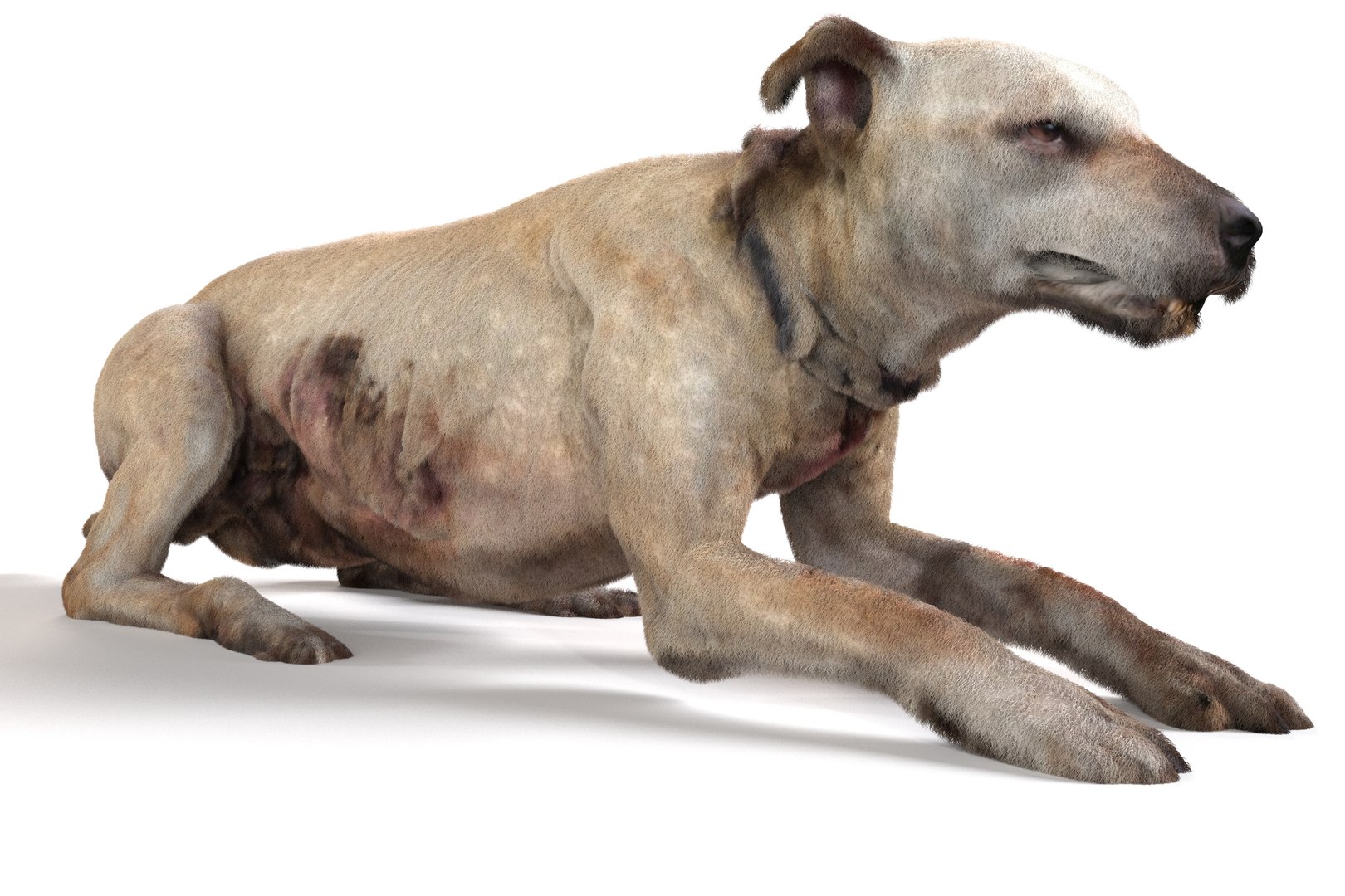 3D model Old Furious Dog Pack https://p.turbosquid.com/ts-thumb/EZ/a859eO/rQ/5/jpg/1734474361/1920x1080/fit_q87/697a92e30ab36410720705400513467480b028fe/5.jpg