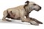 Old Furious Dog Pack