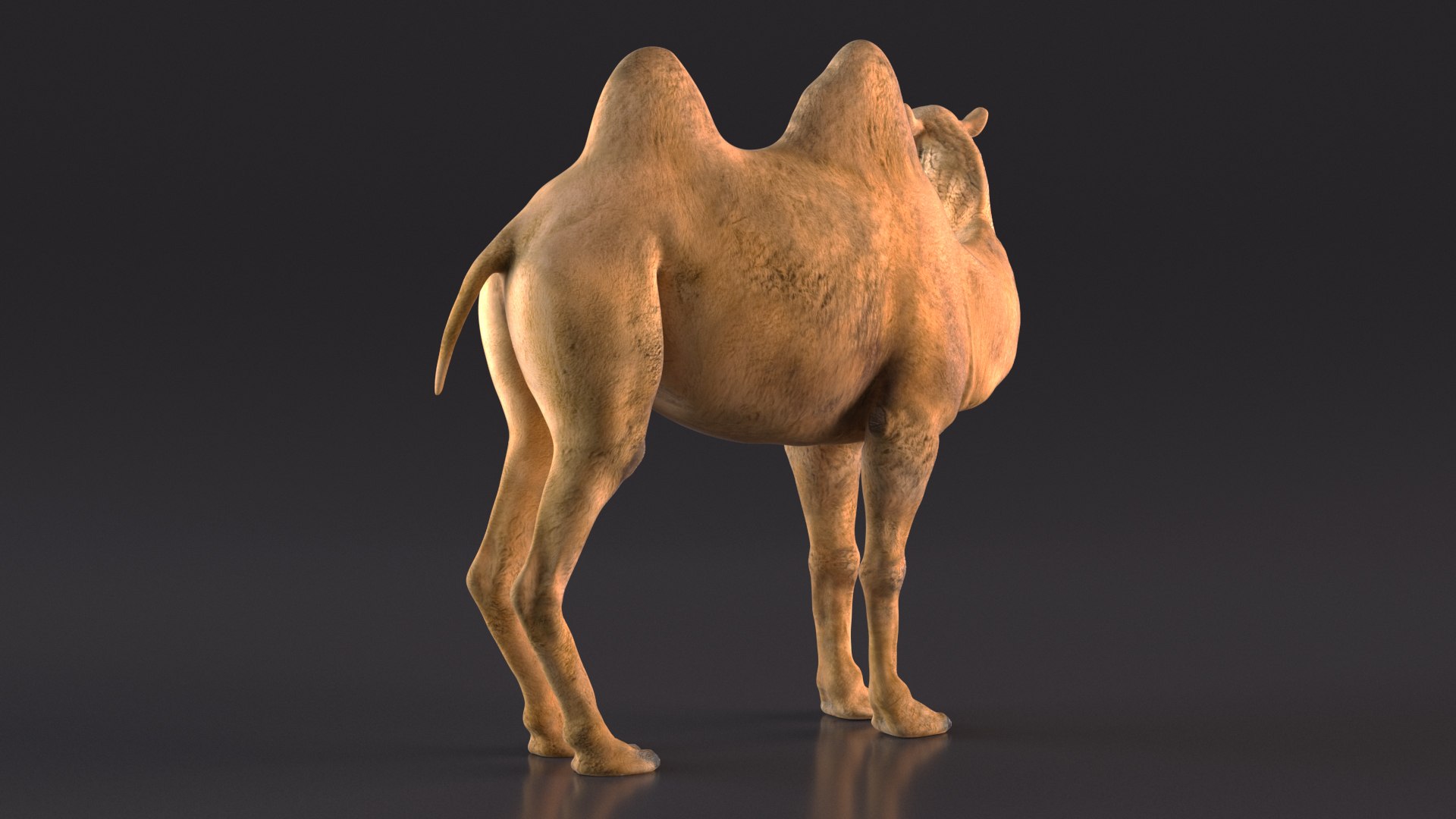 Bactrian Camel Standing Pose 3D model https://p.turbosquid.com/ts-thumb/EZ/crbPA3/5k/bactriancamelstandingposec4dmodel007/jpg/1724744513/1920x1080/fit_q87/051e8de7cf2d8241f7c45b03e7c9239b066556a7/bactriancamelstandingposec4dmodel007.jpg
