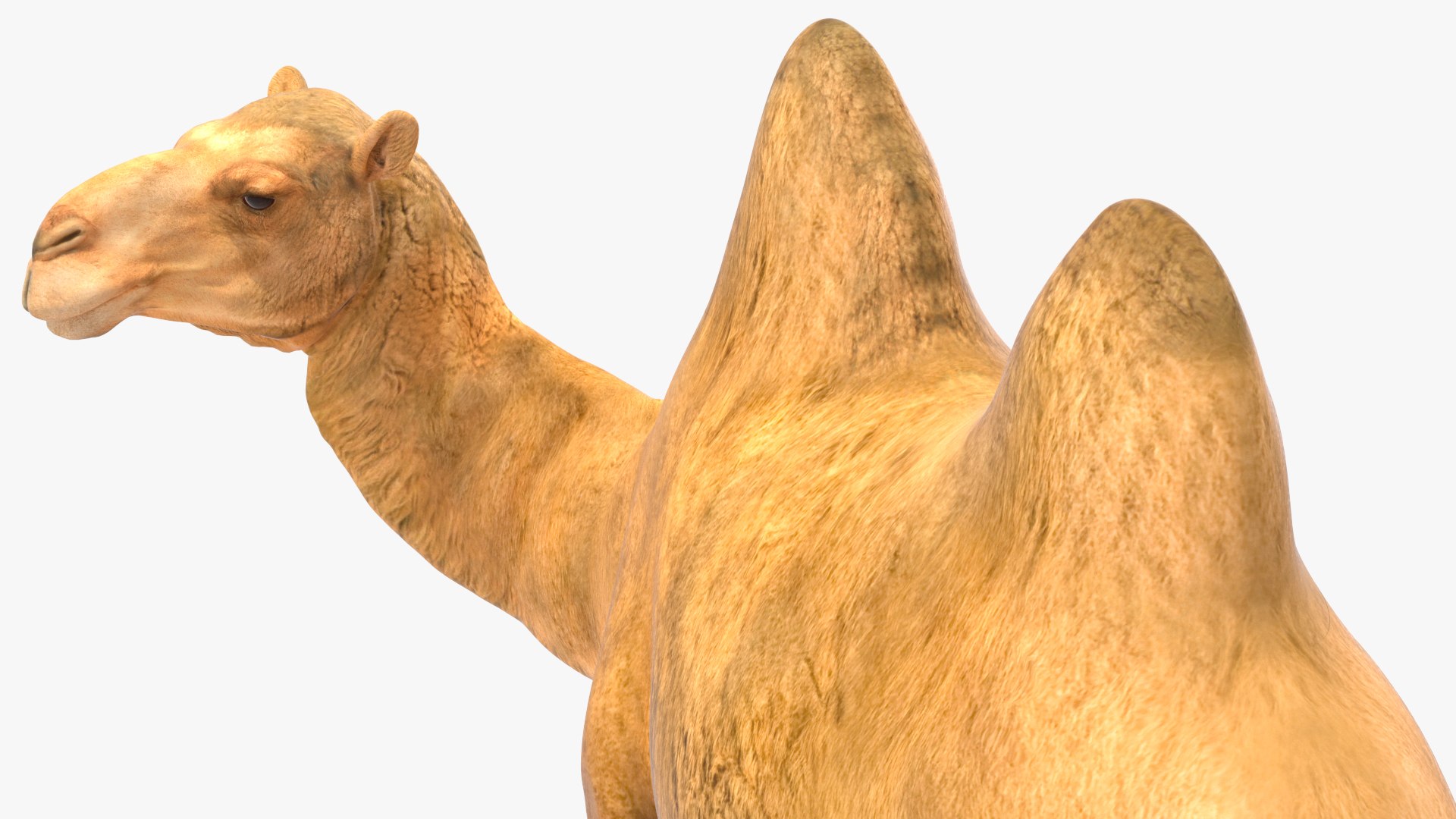 Bactrian Camel Standing Pose 3D model https://p.turbosquid.com/ts-thumb/EZ/crbPA3/5l/bactriancamelstandingposec4dmodel015/jpg/1724744546/1920x1080/fit_q87/40fb03c19c133cf1dcf3cb90966489c25d7b3eb9/bactriancamelstandingposec4dmodel015.jpg