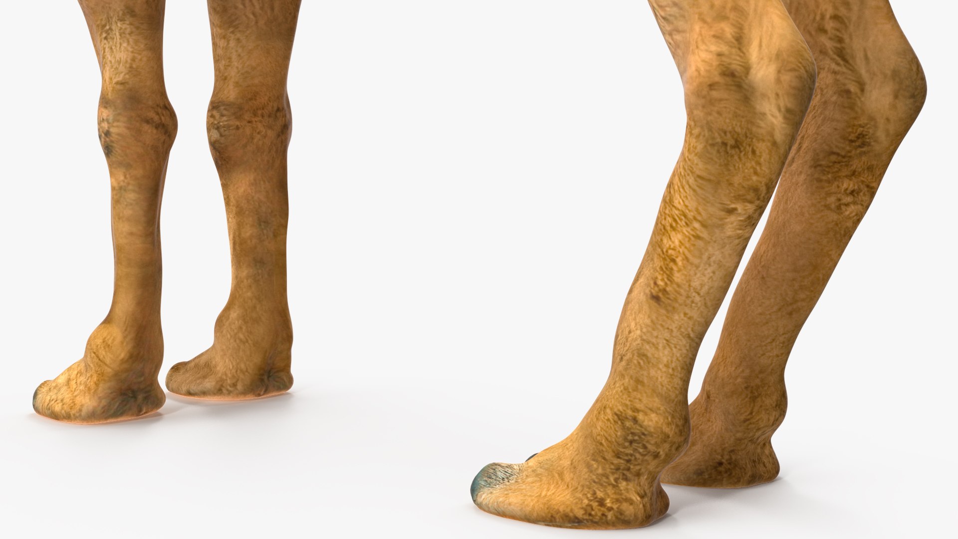 Bactrian Camel Standing Pose 3D model https://p.turbosquid.com/ts-thumb/EZ/crbPA3/BW/bactriancamelstandingposec4dmodel014/jpg/1724744542/1920x1080/fit_q87/3c0c55c08c5ae033b1c353a34185b1d58bbb4135/bactriancamelstandingposec4dmodel014.jpg