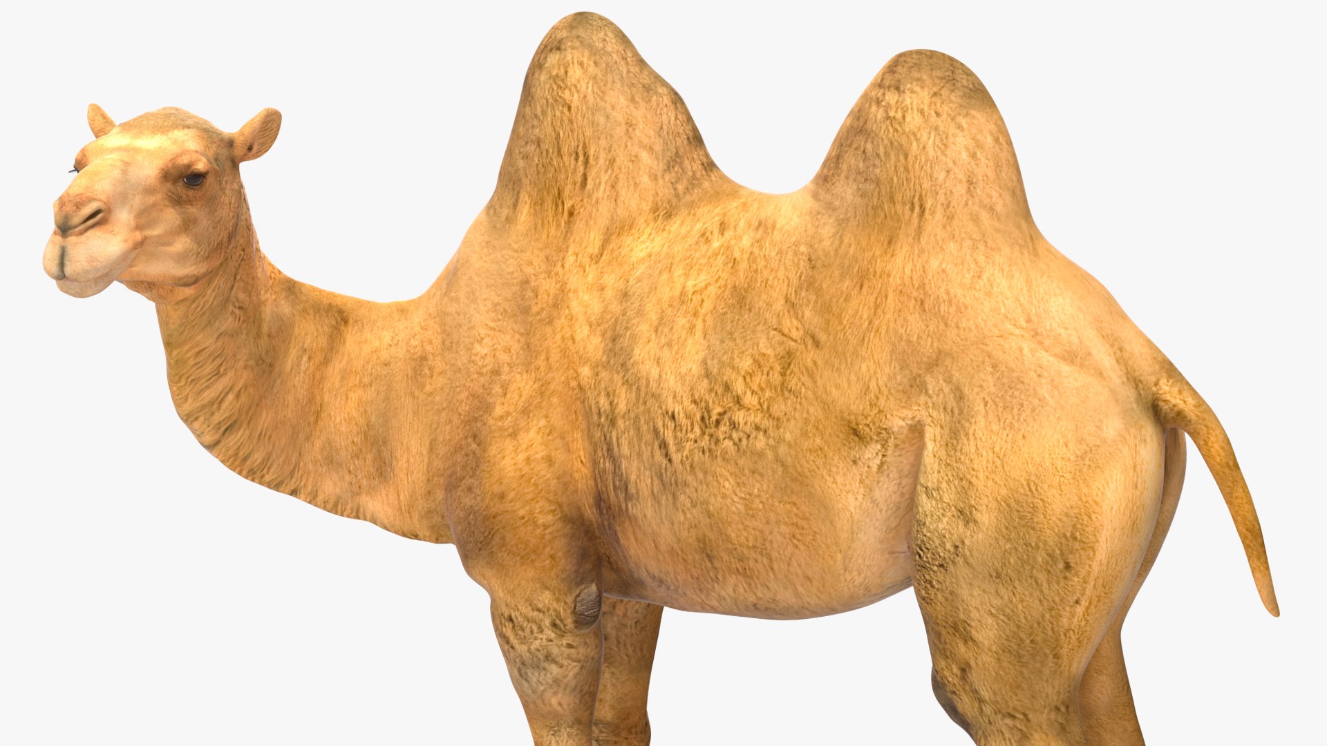 Bactrian Camel Standing Pose 3D model https://p.turbosquid.com/ts-thumb/EZ/crbPA3/E5/bactriancamelstandingposec4dmodel012/jpg/1724744534/1920x1080/fit_q87/b50b13374c7ac440055afd9902a025e8be4f9133/bactriancamelstandingposec4dmodel012.jpg