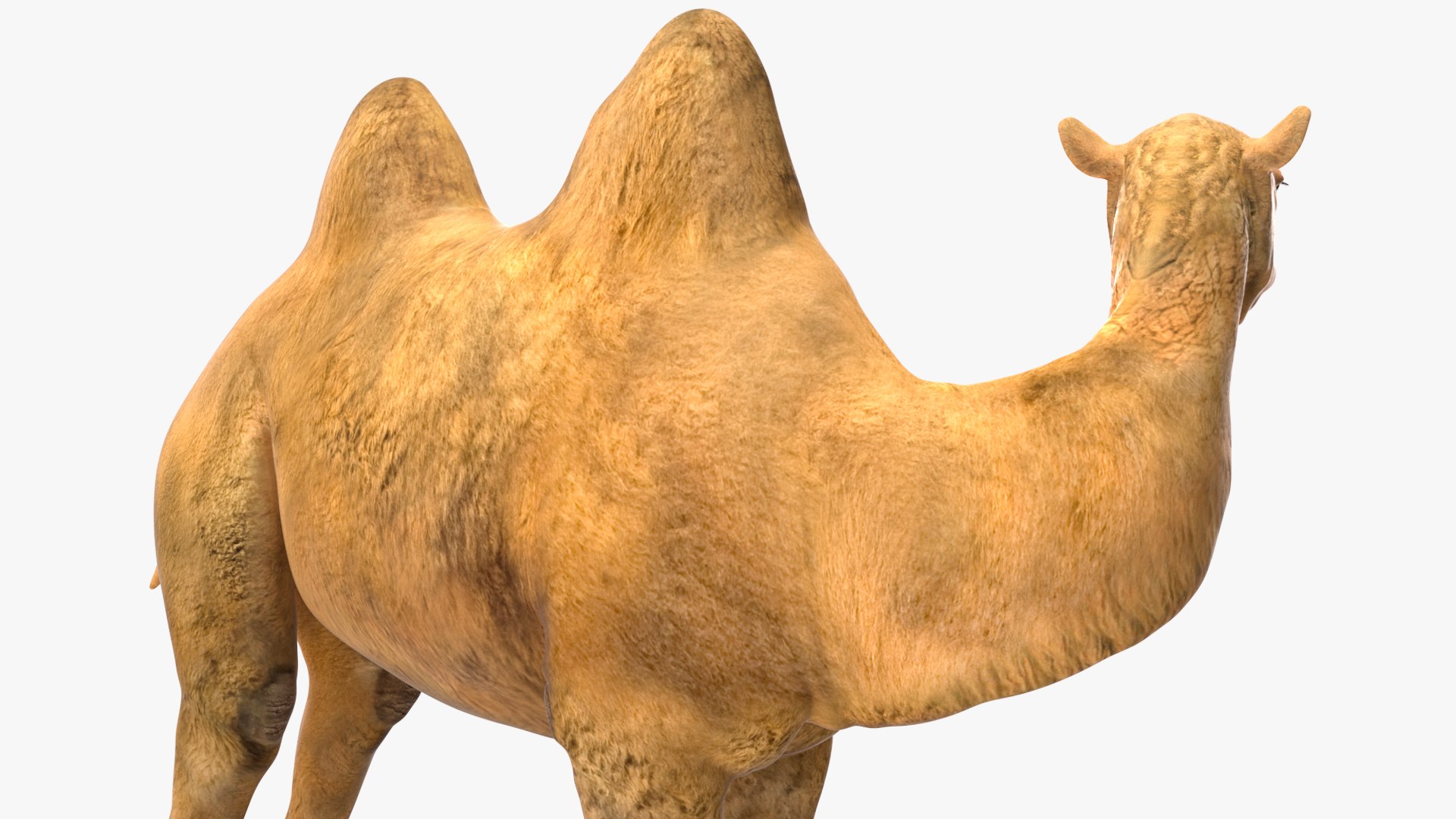Bactrian Camel Standing Pose 3D model https://p.turbosquid.com/ts-thumb/EZ/crbPA3/Fo/bactriancamelstandingposec4dmodel011/jpg/1724744530/1920x1080/fit_q87/4e218b64cd842d6e9aa7d1c998e77d1f6affd130/bactriancamelstandingposec4dmodel011.jpg