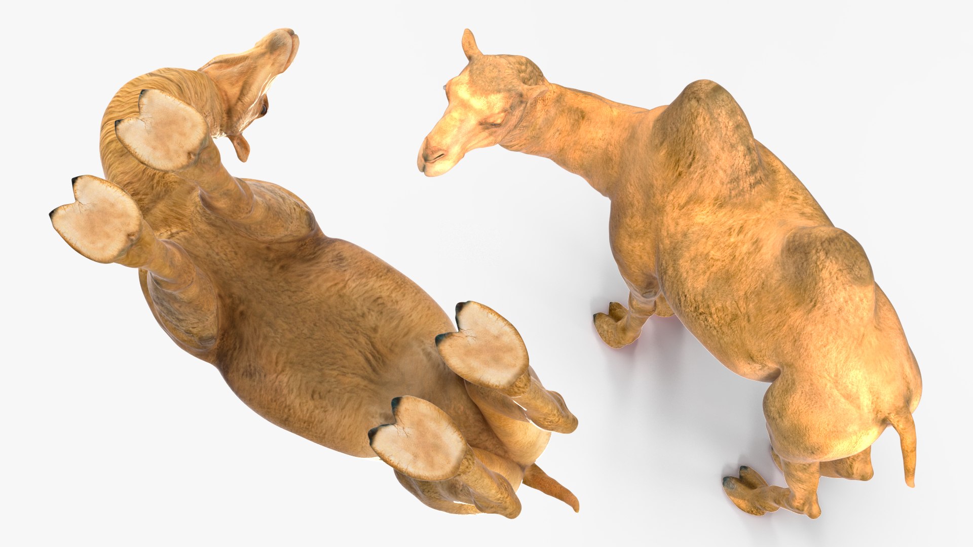 Bactrian Camel Standing Pose 3D model https://p.turbosquid.com/ts-thumb/EZ/crbPA3/Ul/bactriancamelstandingposec4dmodel010/jpg/1724744526/1920x1080/fit_q87/bf51b57766961ef9d4d834bd55c477a78007d182/bactriancamelstandingposec4dmodel010.jpg
