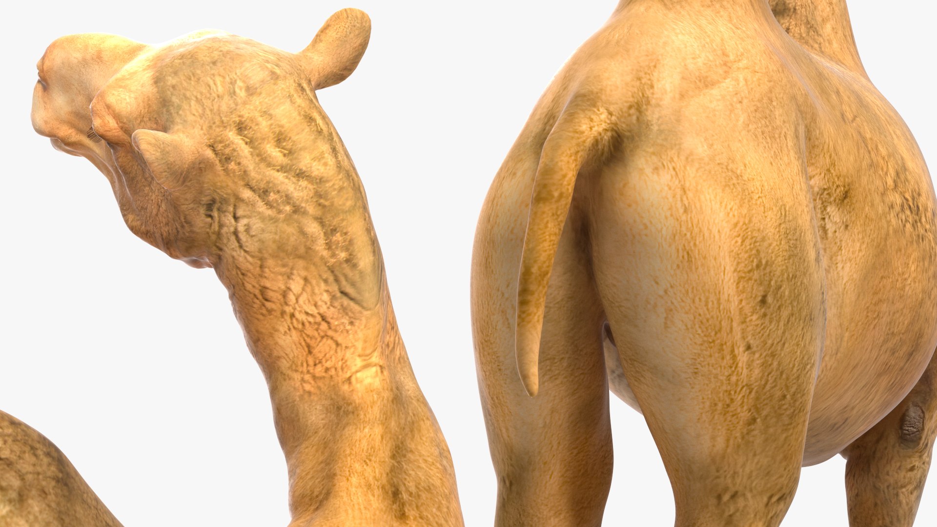 Bactrian Camel Standing Pose 3D model https://p.turbosquid.com/ts-thumb/EZ/crbPA3/Xx/bactriancamelstandingposec4dmodel017/jpg/1724744554/1920x1080/fit_q87/90be2b5fd5f8e35d470c72c83391cb7db397cbb5/bactriancamelstandingposec4dmodel017.jpg