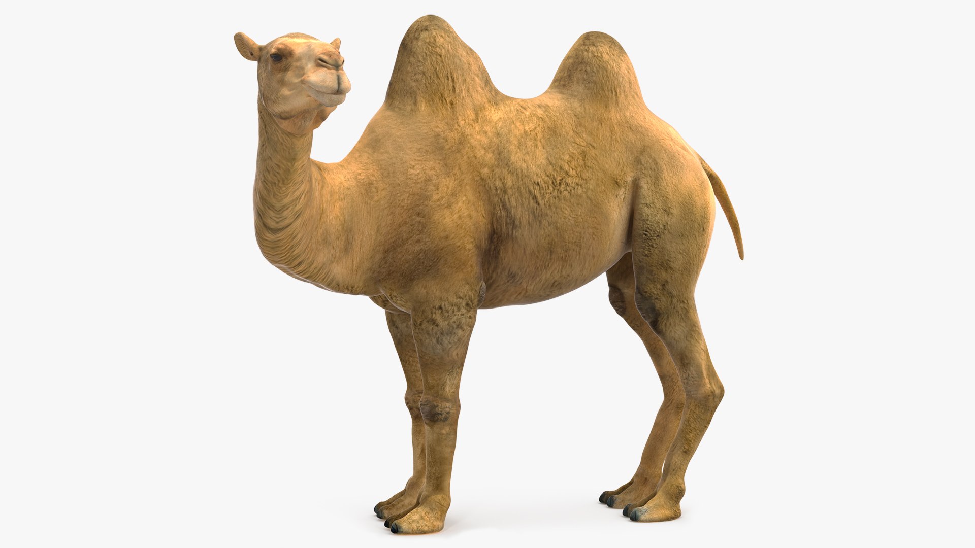 Bactrian Camel Standing Pose 3D model preview