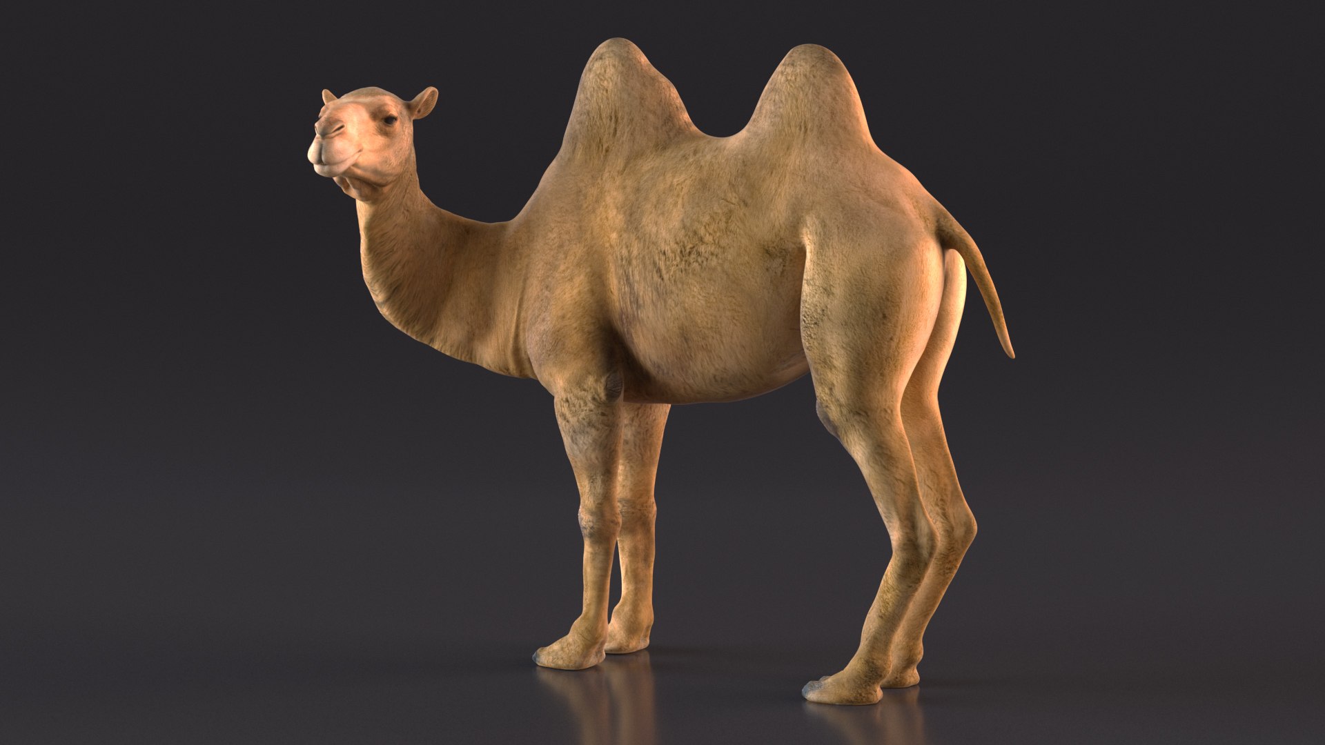 Bactrian Camel Standing Pose 3D model https://p.turbosquid.com/ts-thumb/EZ/crbPA3/cX/bactriancamelstandingposec4dmodel006/jpg/1724744509/1920x1080/fit_q87/5df6f8e62b30a8daef66efcebcd9c2cd518b7c42/bactriancamelstandingposec4dmodel006.jpg