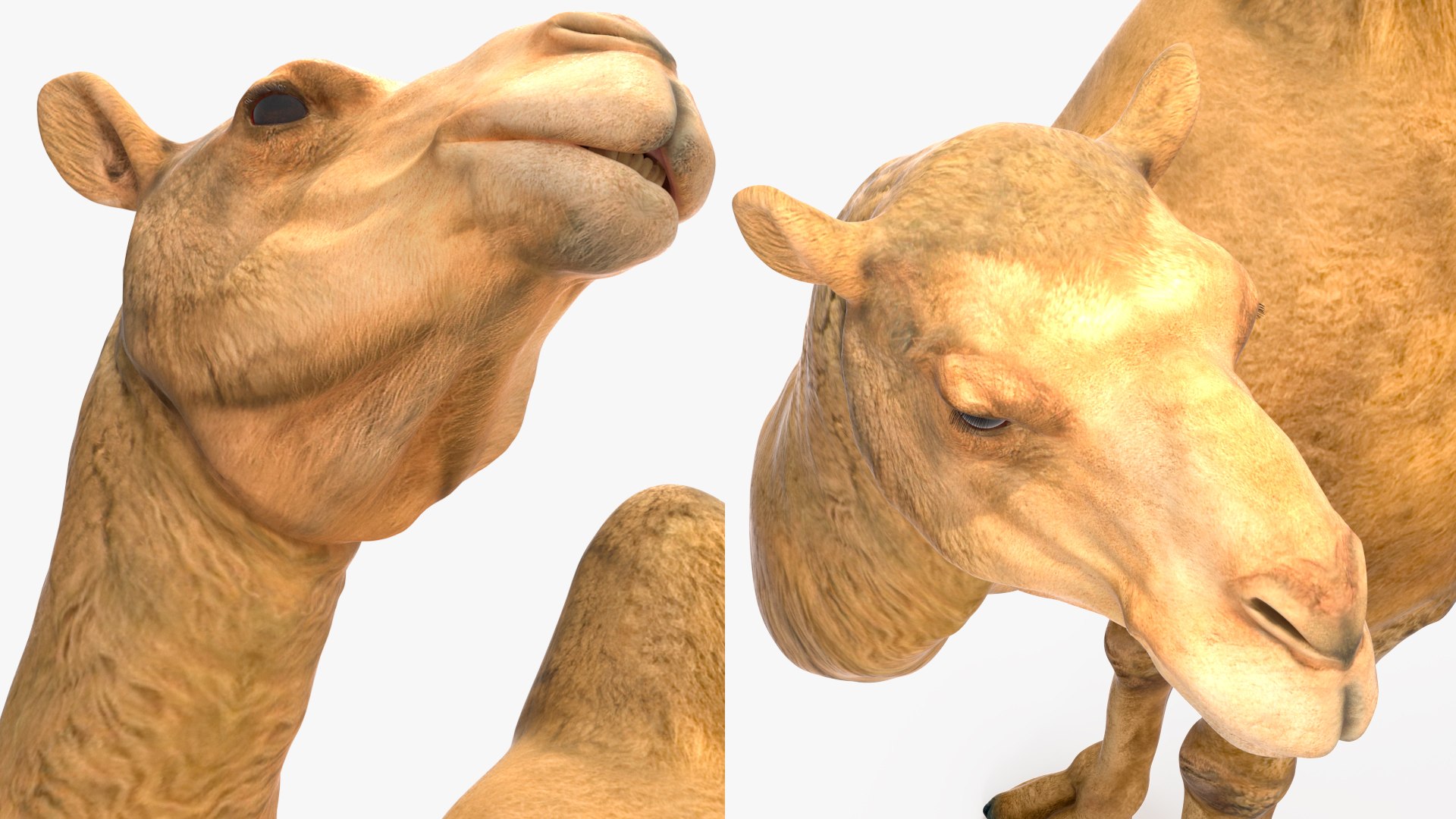 Bactrian Camel Standing Pose 3D model https://p.turbosquid.com/ts-thumb/EZ/crbPA3/dm/bactriancamelstandingposec4dmodel016/jpg/1724744550/1920x1080/fit_q87/e98ed753f9f36b7a11b539720dde276617d066b1/bactriancamelstandingposec4dmodel016.jpg