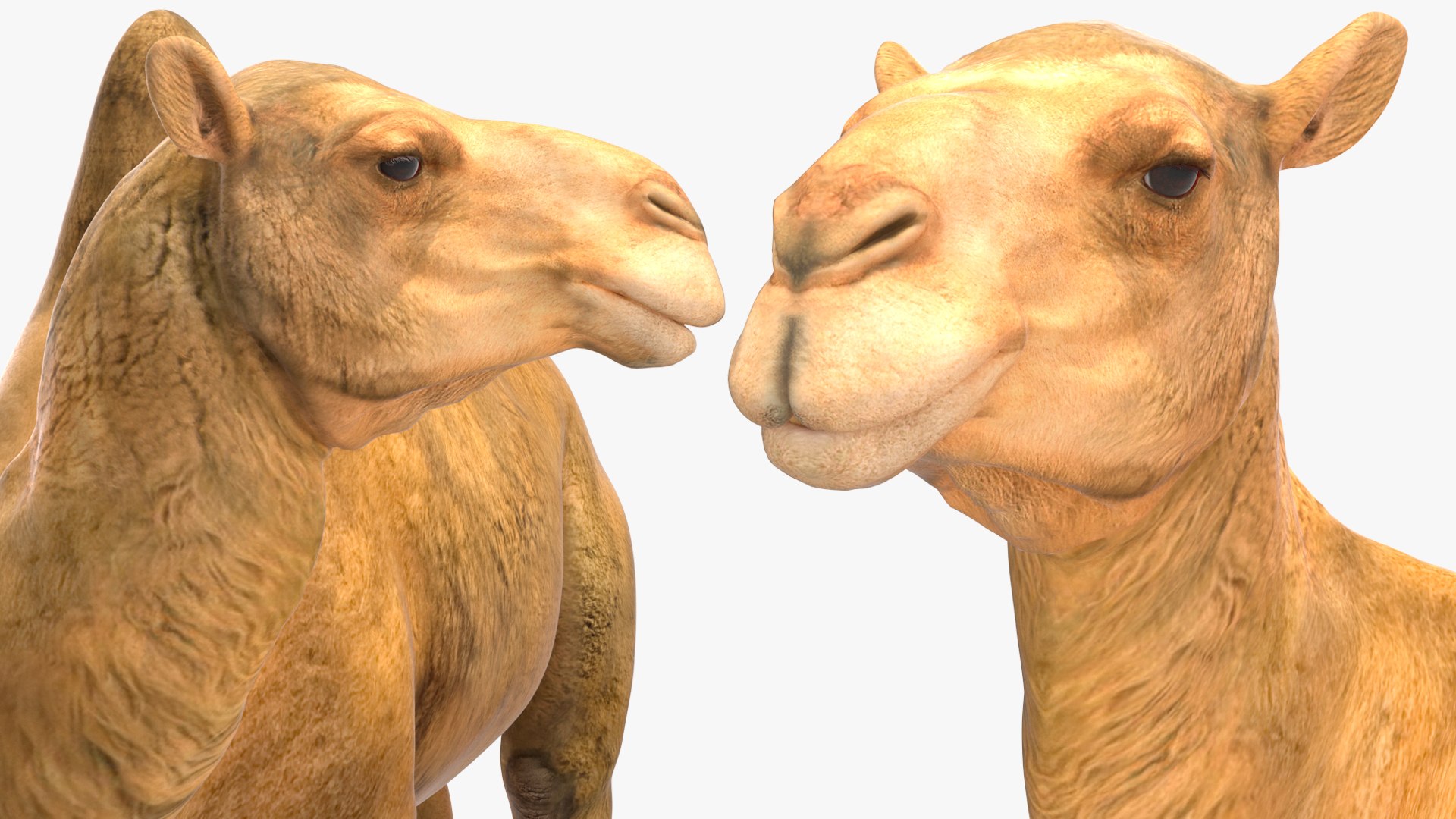 Bactrian Camel Standing Pose 3D model https://p.turbosquid.com/ts-thumb/EZ/crbPA3/ek/bactriancamelstandingposec4dmodel018/jpg/1724744558/1920x1080/fit_q87/4b1cbdd4e395d1da28190789816be1fa85d8079e/bactriancamelstandingposec4dmodel018.jpg
