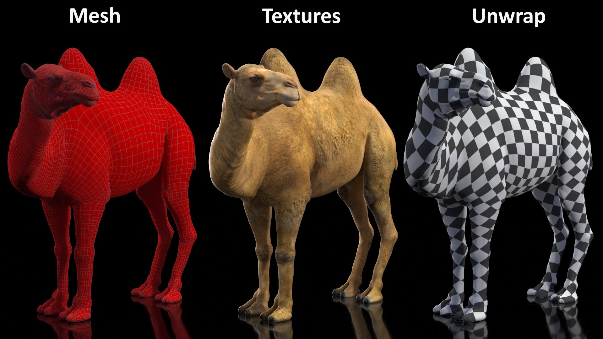 Bactrian Camel Standing Pose 3D model https://p.turbosquid.com/ts-thumb/EZ/crbPA3/hI/bactriancamelstandingposec4dmodel019/jpg/1724744562/1920x1080/fit_q87/ed0a15c126188e19e5bfbcb6071944c419961296/bactriancamelstandingposec4dmodel019.jpg