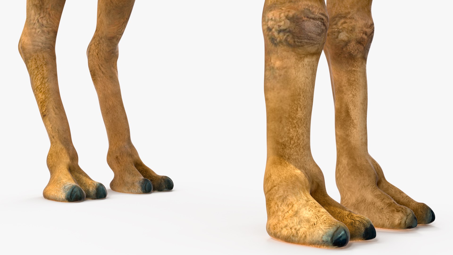 Bactrian Camel Standing Pose 3D model https://p.turbosquid.com/ts-thumb/EZ/crbPA3/hR/bactriancamelstandingposec4dmodel013/jpg/1724744538/1920x1080/fit_q87/10ed94494862dd3466be76c6834f6646b09ec6a0/bactriancamelstandingposec4dmodel013.jpg
