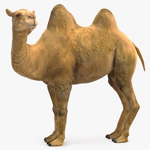 Bactrian Camel Standing Pose 3D model