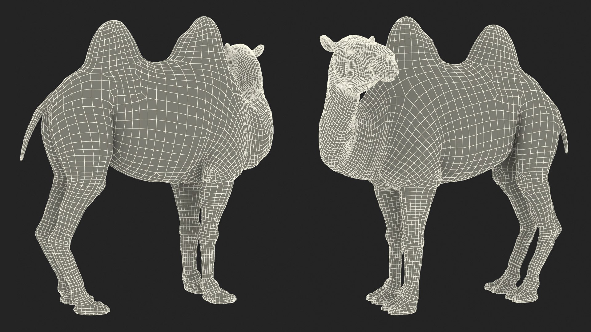Bactrian Camel Standing Pose 3D model https://p.turbosquid.com/ts-thumb/EZ/crbPA3/p7/bactriancamelstandingposec4dmodel024/jpg/1724744582/1920x1080/fit_q87/d700edef189d8d1dcd18b1f11391af7c9e676eb5/bactriancamelstandingposec4dmodel024.jpg
