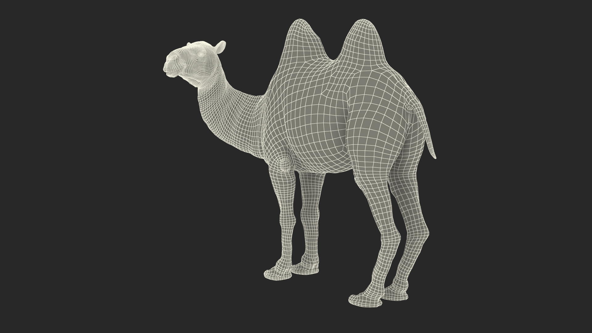 Bactrian Camel Standing Pose 3D model https://p.turbosquid.com/ts-thumb/EZ/crbPA3/w1/bactrian_camel_standing_pose_361/jpg/1724744281/1920x1080/turn_fit_q99/3bb8e2f1c5e128b94ebd8d4eb02b7729b34fb017/bactrian_camel_standing_pose_361-1.jpg